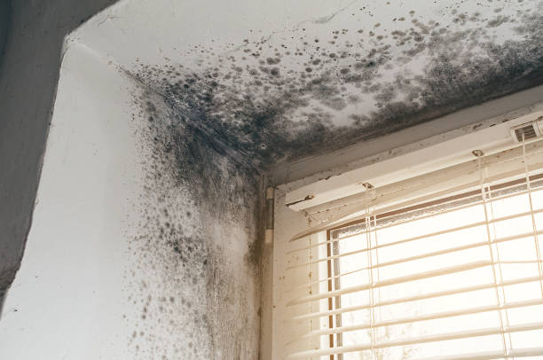 Affordable Hvac And Air Duct Mold Remediation solutions in Decatur, IL